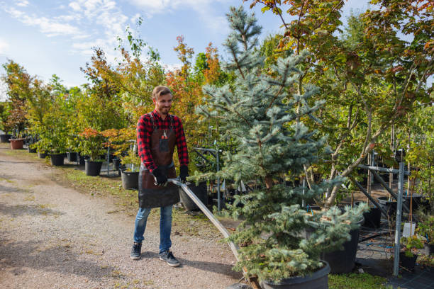 Best Tree Pruning Services  in USA